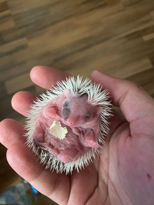 Samičky :: Ježek v kleci